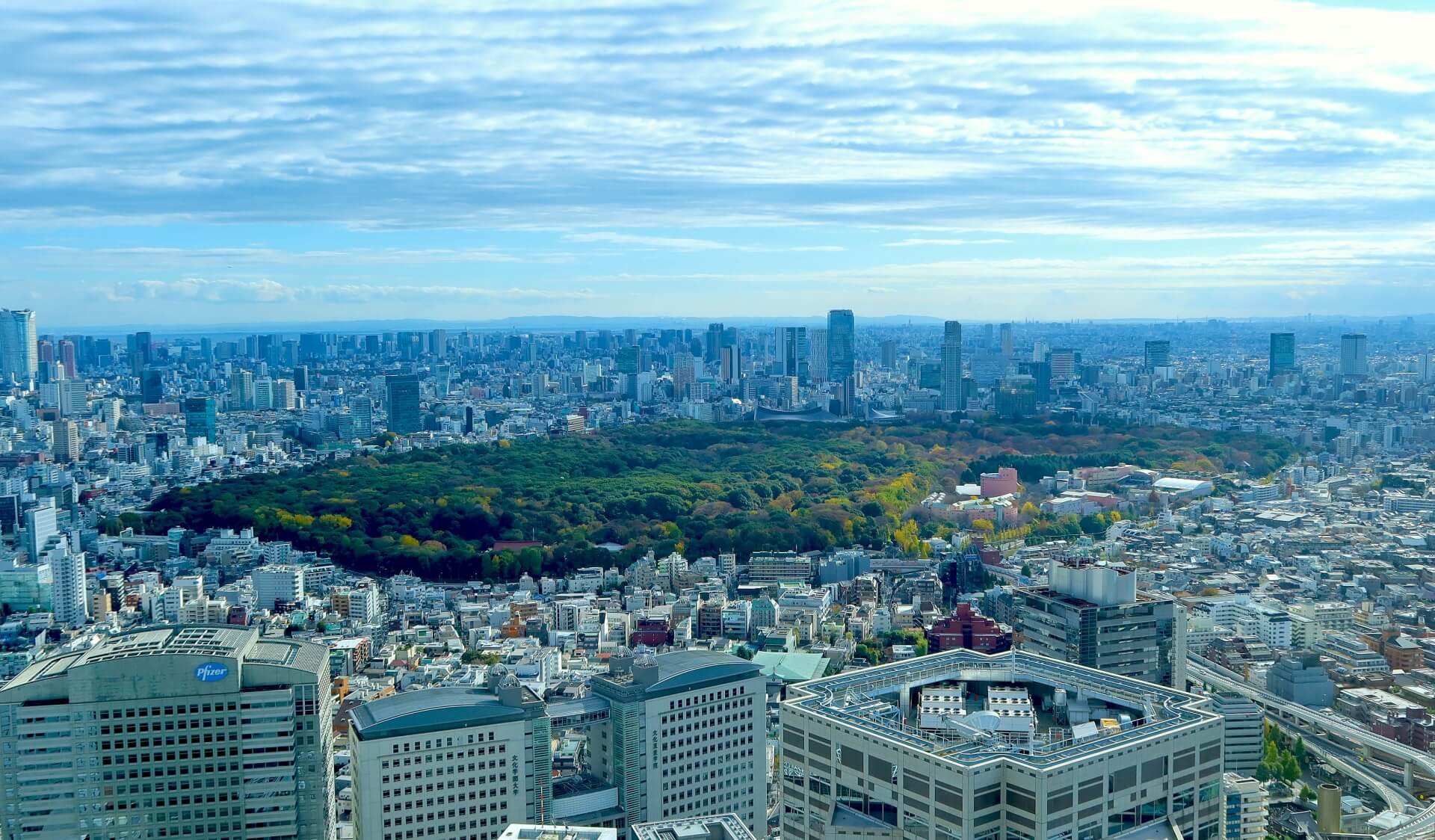 Shinjuku Gyoen: Tokyo’s Serene Oasis Amidst the Urban Hustle