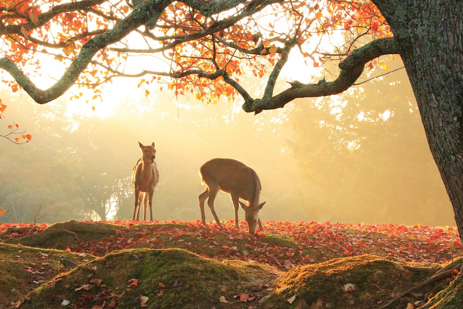 Nara Park: A Stroll through History, Nature, and Tranquil Beauty